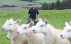Identifying reasons for lambing losses can improve profitability   