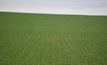  InterGrain has announced a new wheat variety called RockStar. Picture Mark Saunders. 