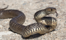 What does it take to derail a $16 billion coal project? A yakka skink and the ornamental snake apparently.