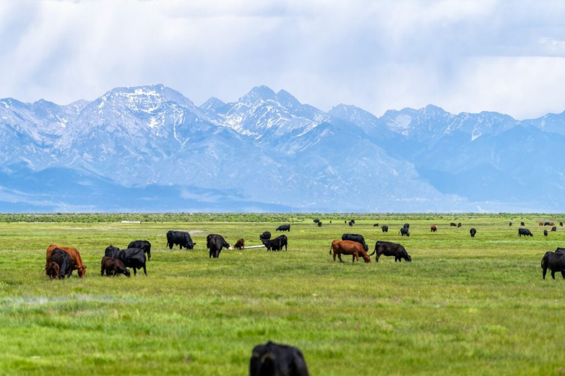 Colorado ranchers highly favored in livestock depredation