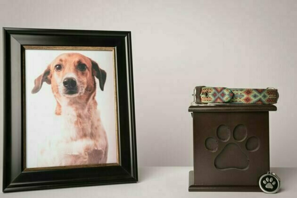 The 3 worst things you can say after a pet dies, and what to say instead