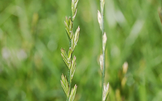 UK confirms first glyphosate resistant weed found on Kent farm