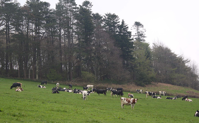 Using sexed and beef strategy to speed up herd's genetic gain