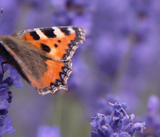 Natural England unveils £18m endangered species protection funding scheme