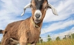Goat production to be pulsed along