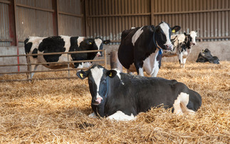 Heat stress in dry cows is impacting future generations  