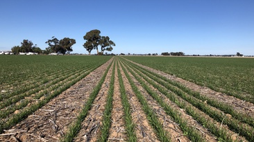Greenhouse gas emissions are the focus of a national $39 million project for grain growers.  