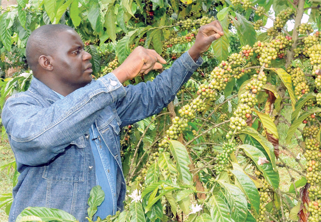 offee farmers in developing countries such as ganda have called for preferential treatment on the market to allow them grow