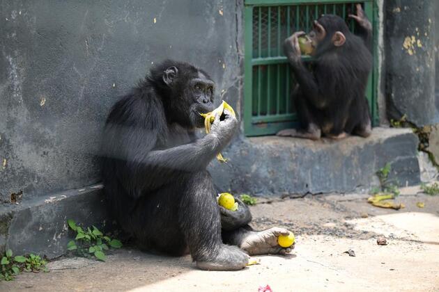 In Pics: Ol Pejeta Chimpanzee Sanctuary
