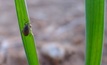 Look for weevils in canola