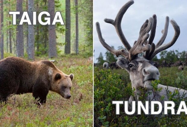 What&#039;s the difference between TUNDRA and TAIGA