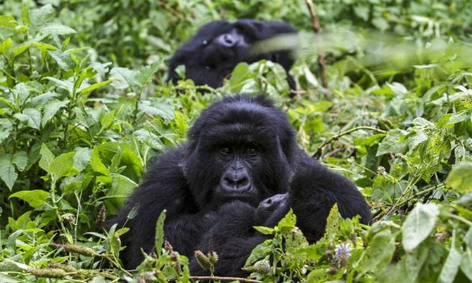 Gorillas stand in way of Uganda, DR Congo oil Gorillas stand in way of Uganda, DR Congo oil