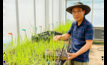  NSW Department of Primary Industries principal research scientist, Dr Hanwen Wu, is offering free herbicide resistance testing of feathertop Rhodes grass.  Image courtesy  NSW DPI.