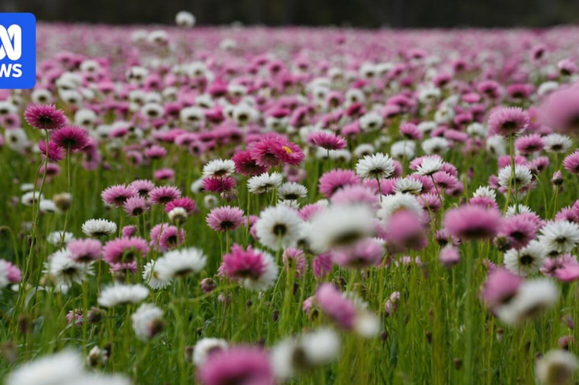 Thousands of everlasting daisies turn grain farm into social media hotspot