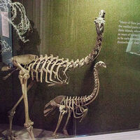 Filmmaker partners with Colossal Biosciences to recreate lost species