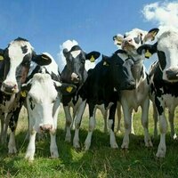 Bluetongue outbreak endangers UK livestock - what you need to know about the virus
