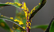 First myrtle rust in Vic