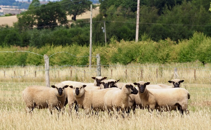 Shropshire sheep flock set for Royal Three Counties show 