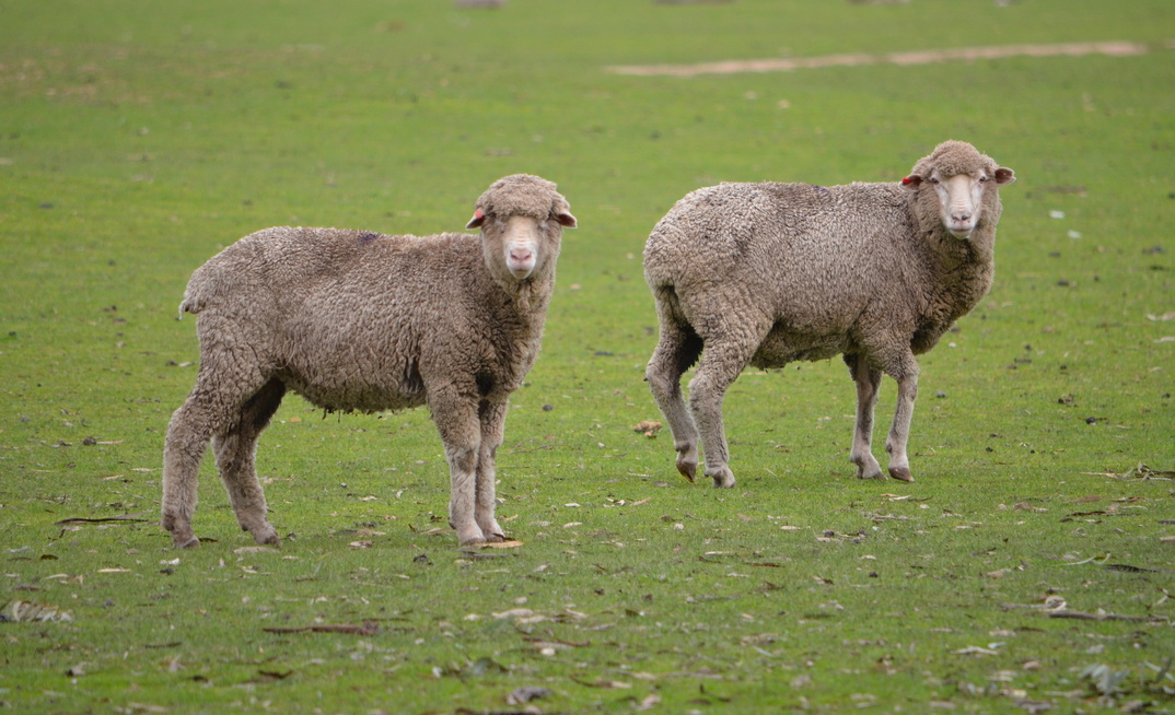 Woolgrower peak bodies are calling for a unified approach to mulesing to help with marketing and selling wool.
