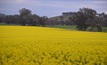 Canola could be in short supply, as key growing regions continue to battle dry conditions. Credit: Mark Saunders.