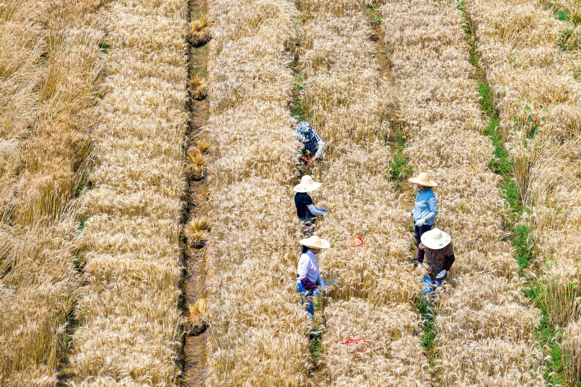 #CHINA-WINTER WHEAT-HARVEST (CN)