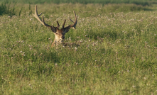  Antler is emerging as a promising US copper play