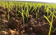 Room for optimism in spring barley markets