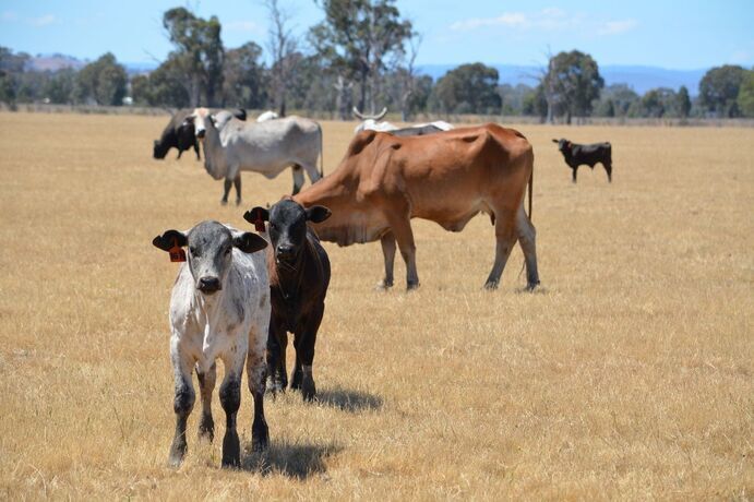 An ongoing cattle class action surrounding the 2011 live export suspension has been dealt another blow. 