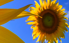  urged to consider growing sunflowers