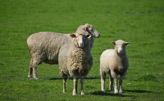 MLA reports Australian sheep producers have remained cautious this year, despite improved market strength and stability.