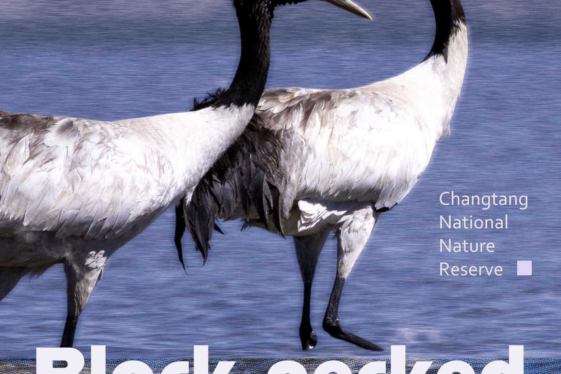 Posters: Wildlife in Changtang National Nature Reserve