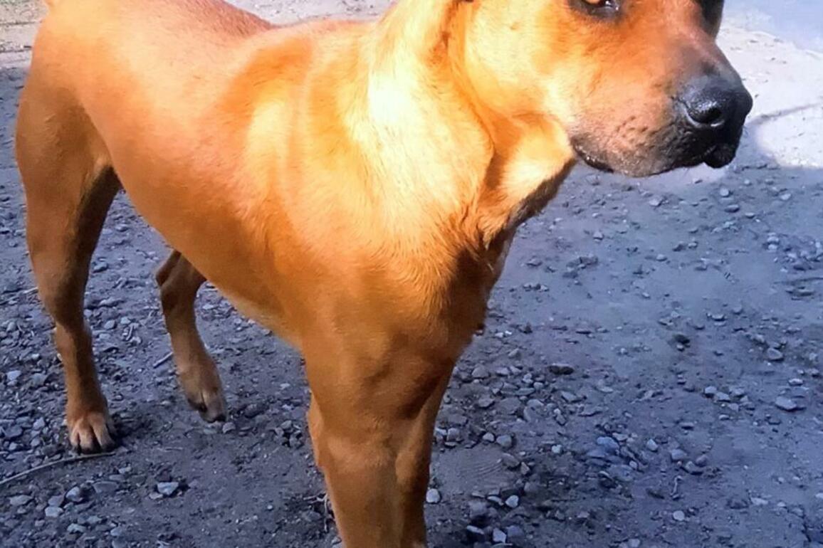 Dog killed by sheriff's deputies could cost Fresno County $2 million