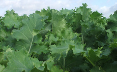 Organic farmers urged to submit derogation request amid heatwave