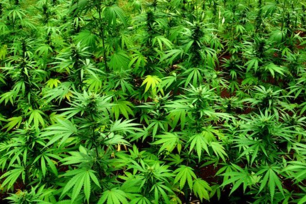 Lesotho officials? cannabis ?conflict?