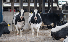 Blood testing: A useful tool for dry cow health  