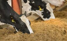 Benefits of early maize varieties