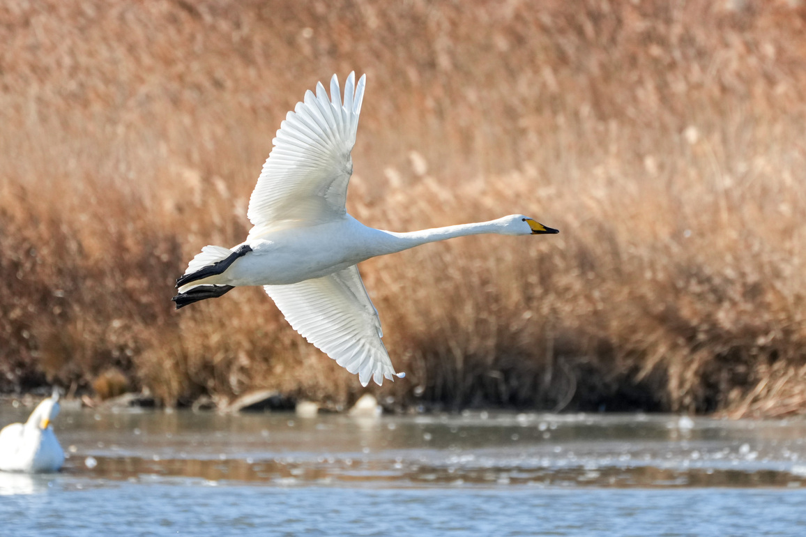 CHINA-SHANDONG-RONGCHENG-WINTERING SWANS (CN)