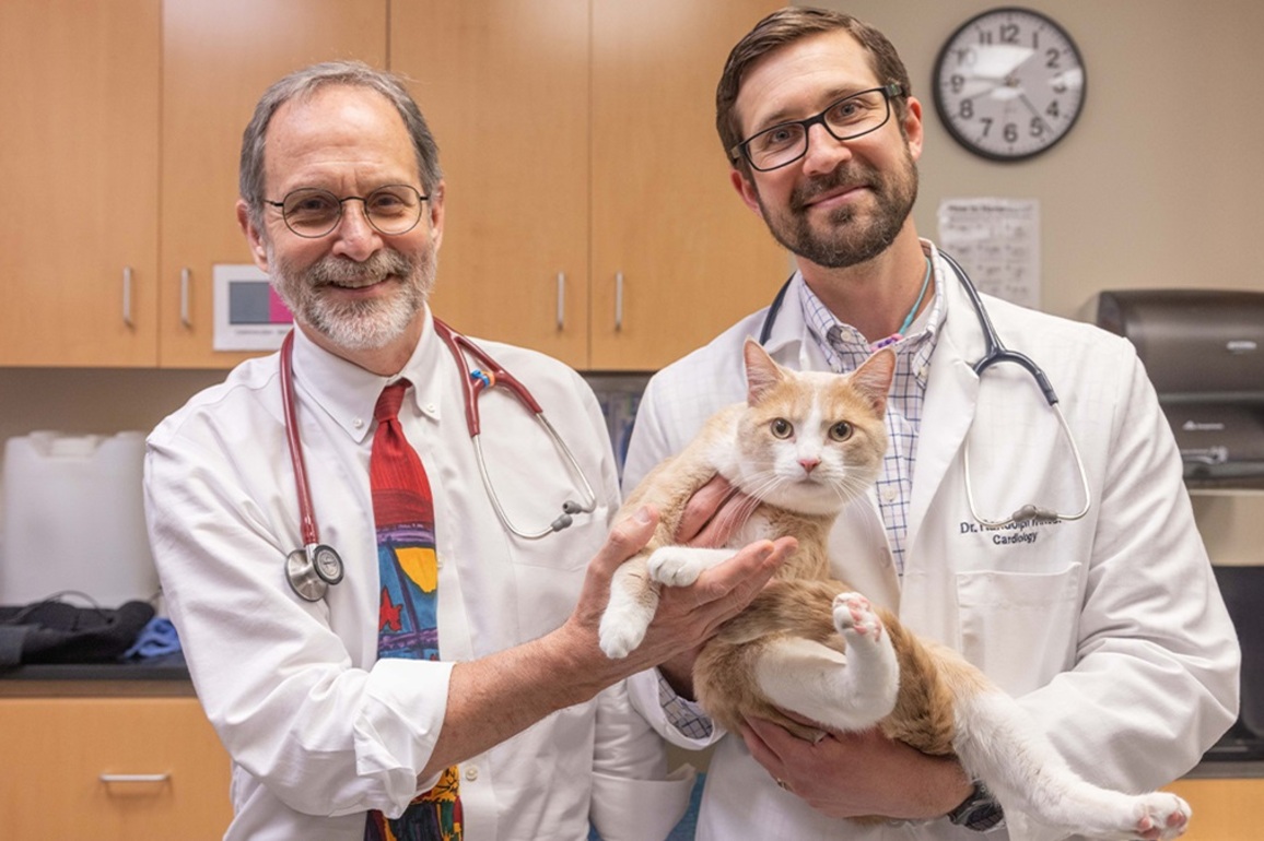 Auburn University veterinary cardiologist performs innovative new surgery to save cat