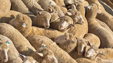 Sheep Producers Australia is now selling eID tags online. 