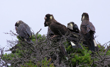  The Carnaby's cockatoo is endangered. Copyright: Kenneth Fairfax/Wikimedia Commons