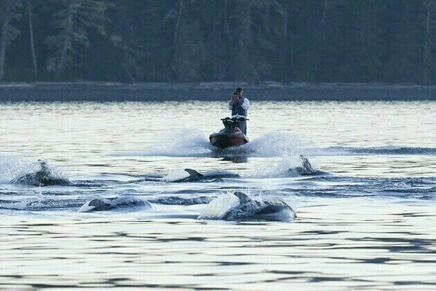 B.C. jet skier fined $5,000 for intentionally approaching marine mammals too closely