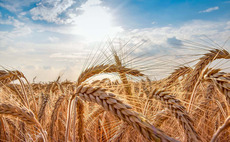 Decision time for wheat crops