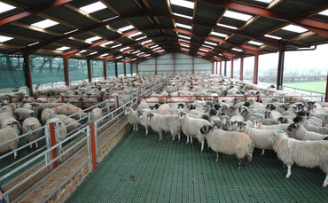 Could slatted flooring be considered in your sheep shed?