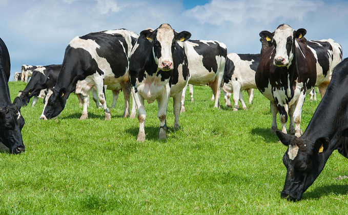 Residents in the village of Rhostyllen in North Wales said cows managed to escape from a field and damaged cars