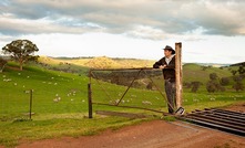 Livestock producers warned to check paddocks for toxic weeds