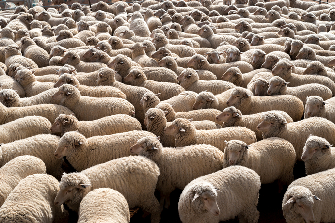 The Federal Government has provided further details about available funding to support the transition away from live sheep exports.
