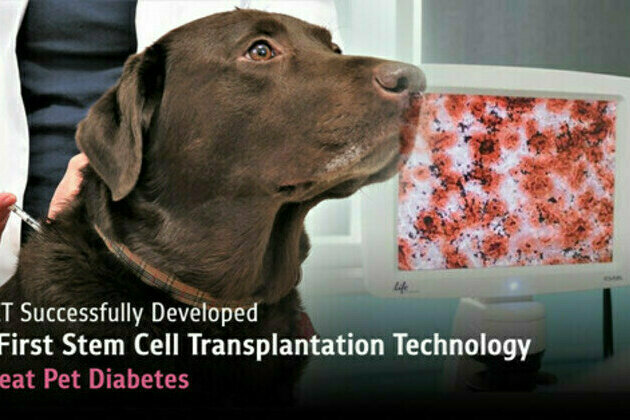 CUVET Successfully Developed the First Stem Cell Transplantation Technology to Treat Pet Diabetes