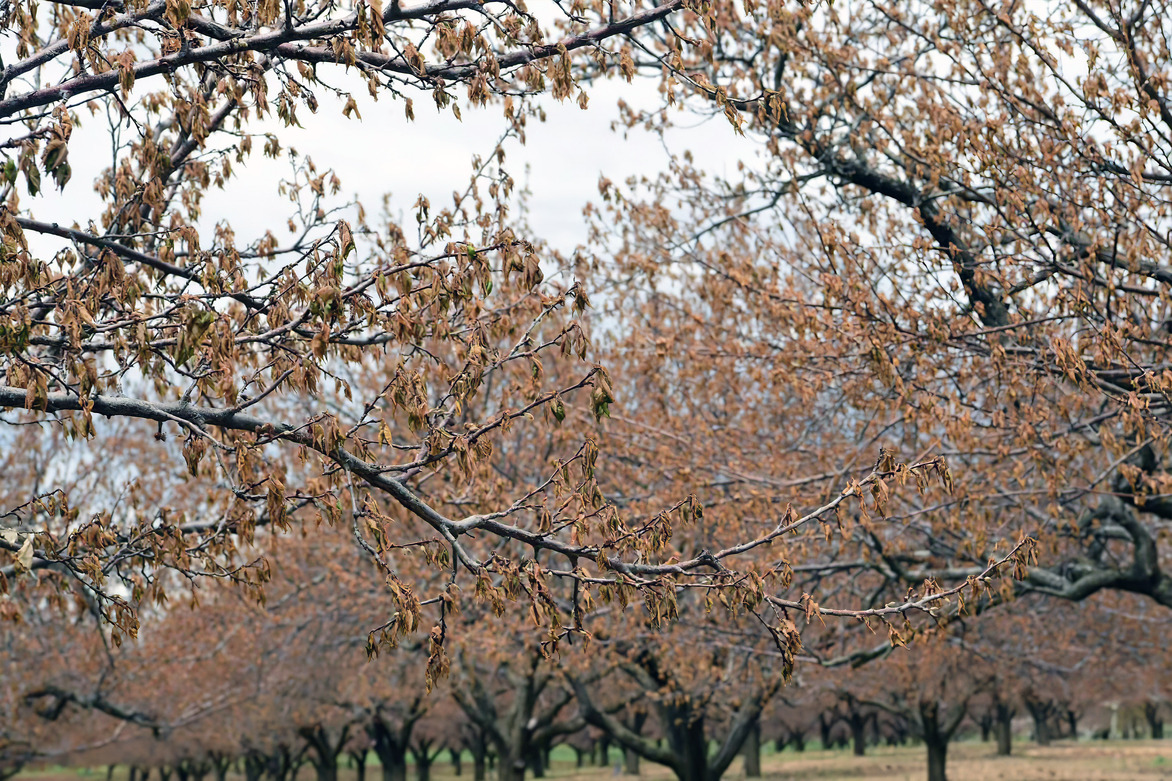 TRKIYE-MALATYA-CROPS-FROST-DAMAGE