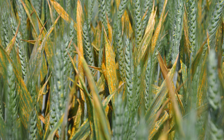 Growers receive positive results in rust resistance study