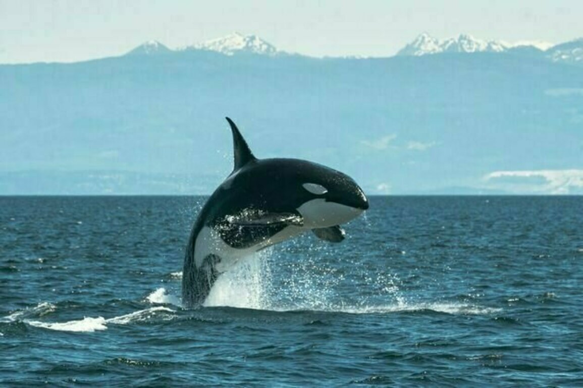Drone footage captured orcas crafting tools out of kelp - and using them for grooming